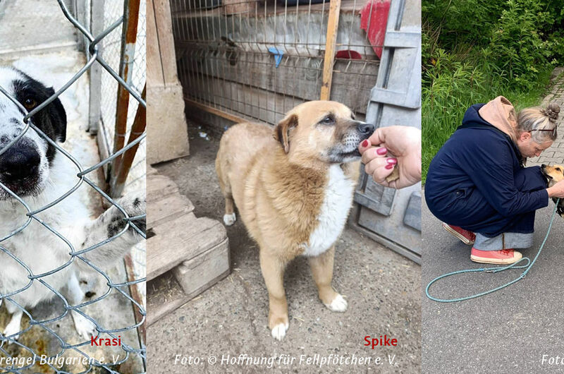 2608_koers_hunde.jpg