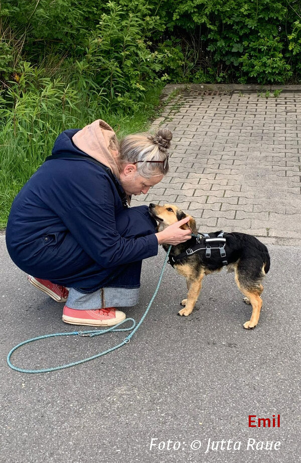 2608_koers_hund_emil.jpg