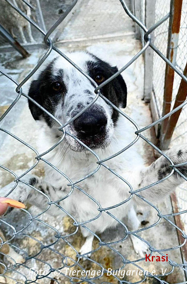 2608_koers_hund_krasi.jpg