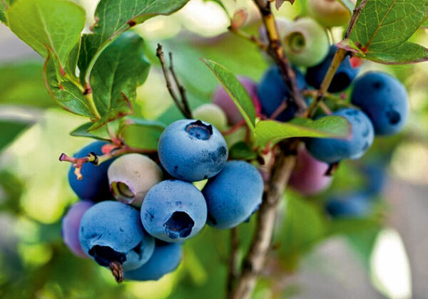 2607_2022-Beeren-am-Strauch.jpg