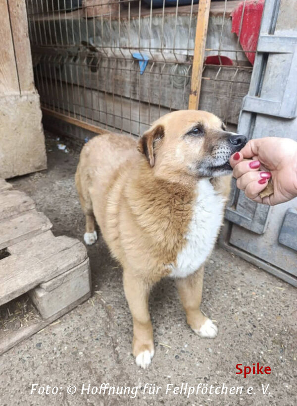 2608_koers_hund_spike.jpg