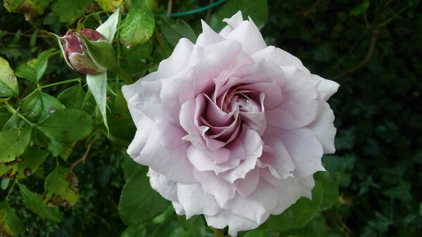 2609_wissenswertes_garten02_c_m-koers.jpg